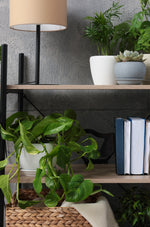 Philodendron