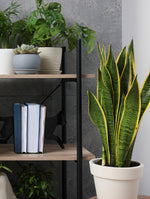 Snake Plant