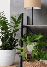 ZZ Plant