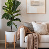 Fiddle Leaf Fig