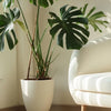 Monstera