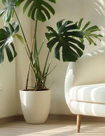 Monstera