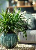 Spider Plant