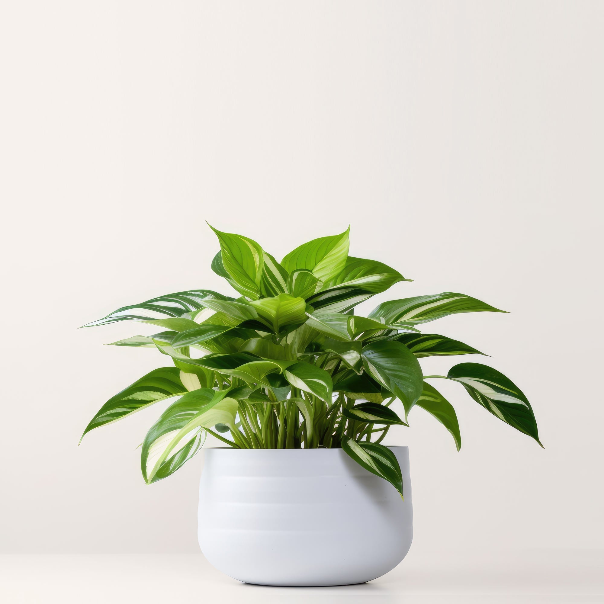 Philodendron