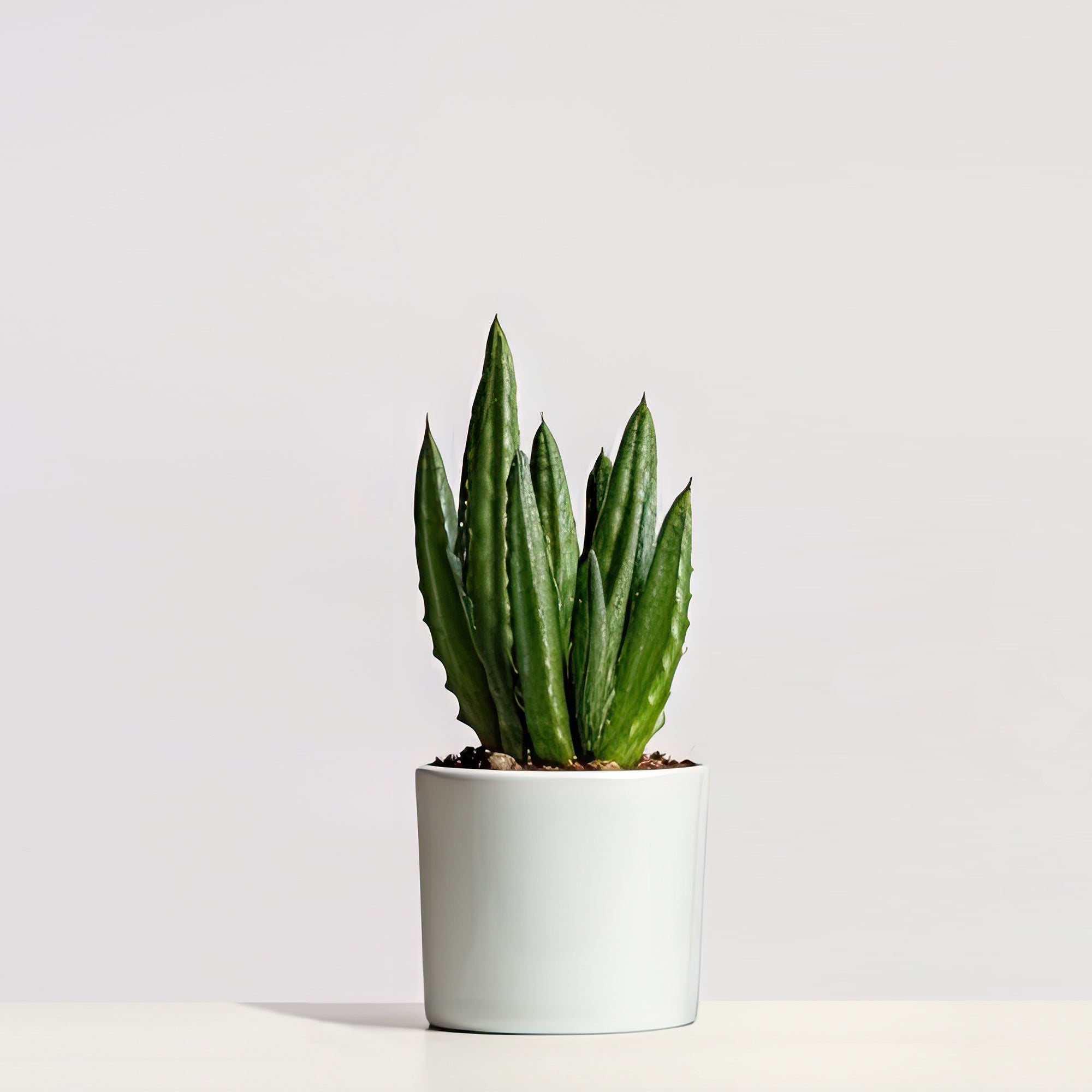 Aloe