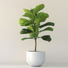 Fiddle Leaf Fig