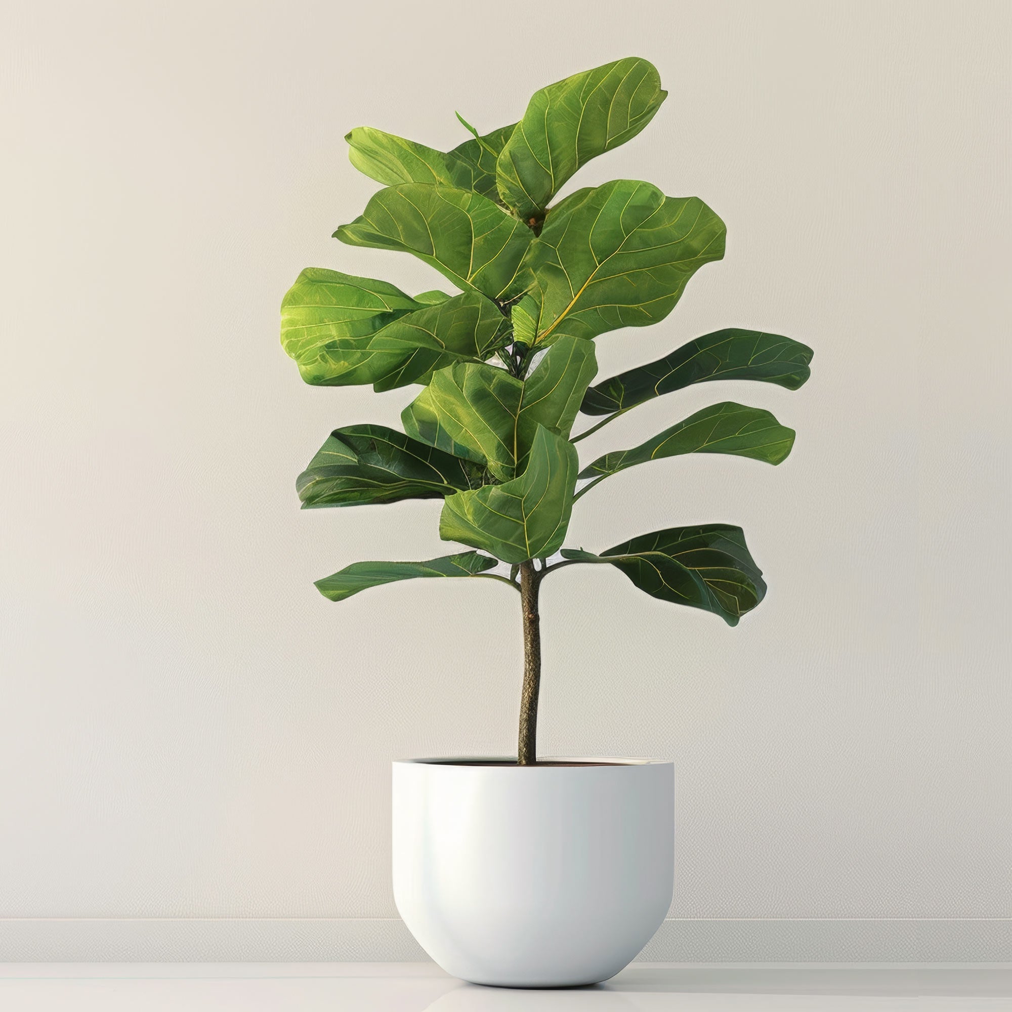 Fiddle Leaf Fig