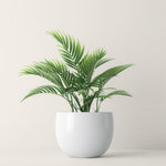 Majesty Palm