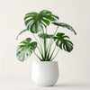 Monstera