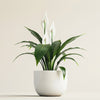 Peace Lily