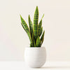 Snake Plant