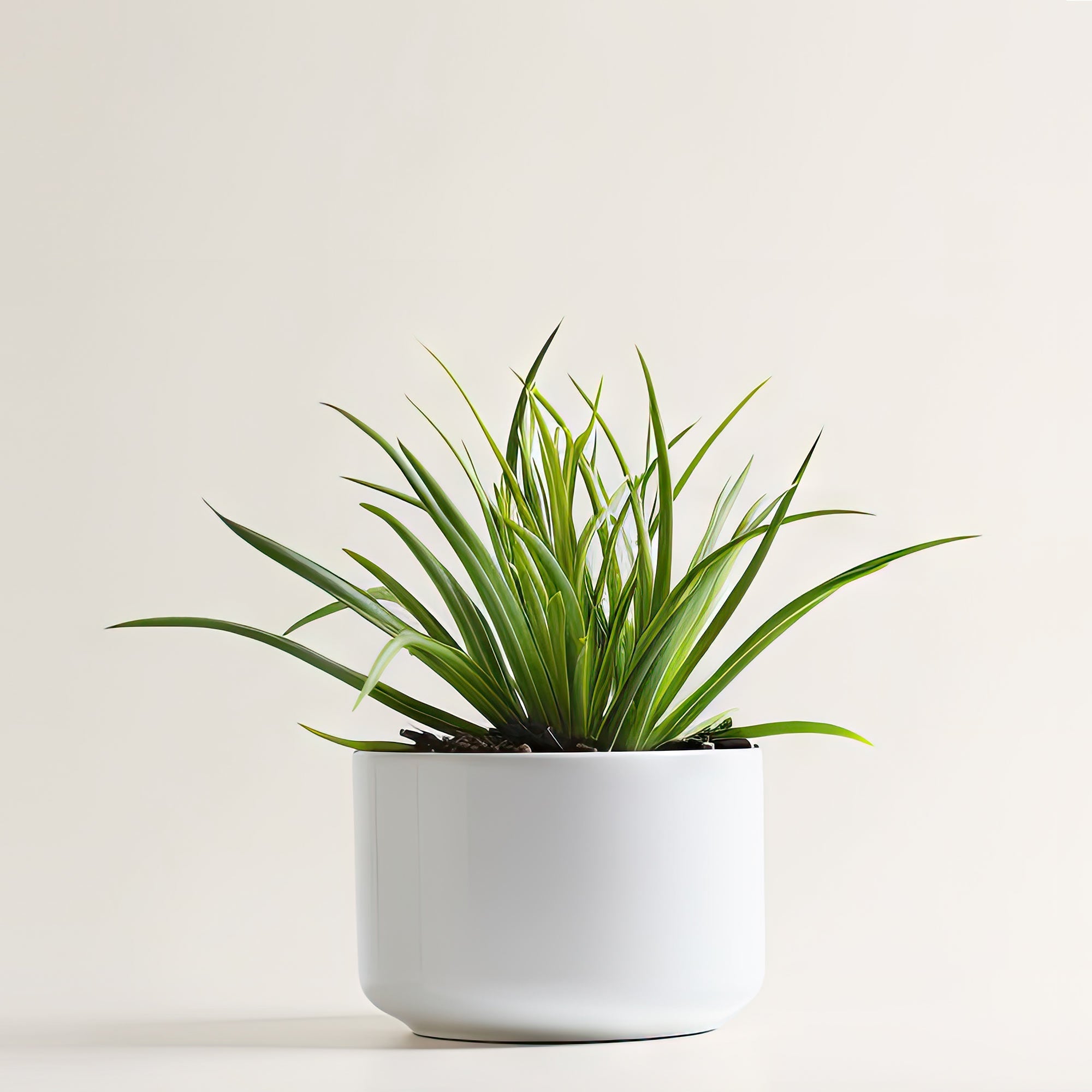 Spider Plant