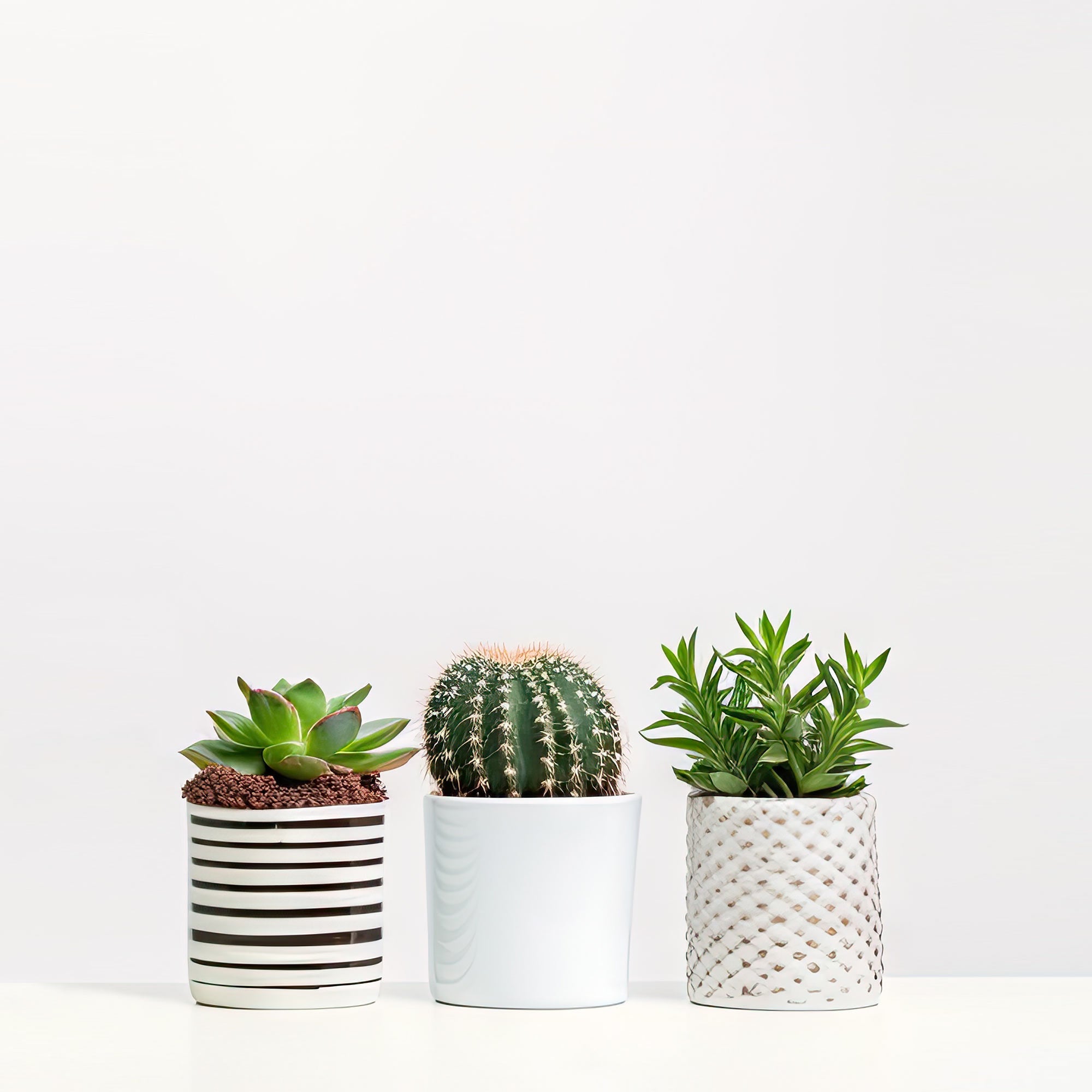 Succulents (assorted 3 pack)