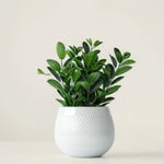 ZZ Plant